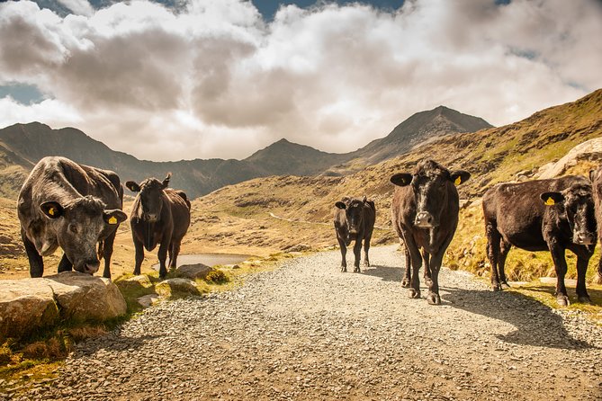 5-Day Discover Wales Small-Group Tour from London - Accommodation, meals, and extra costs