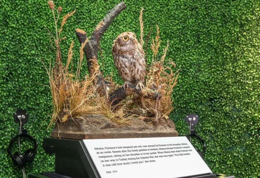 London: Florence Nightingale Museum Ticket - Athena the owl and the personal side of the collection