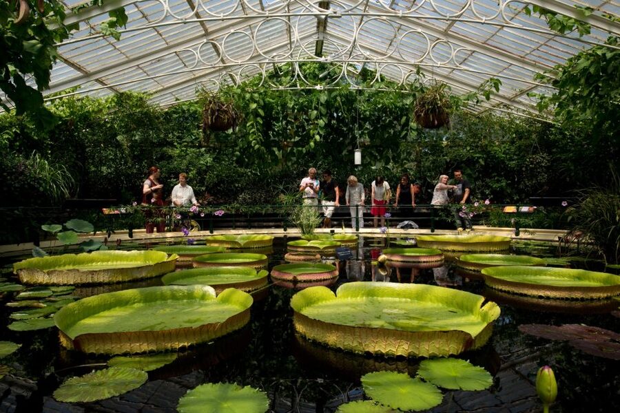 London: Kew Gardens Admission Ticket - Take the high walk, then visit The Hive