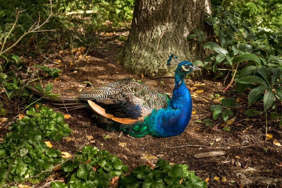 London: Kew Gardens Admission Ticket - Start with the glasshouses before the outdoor gardens