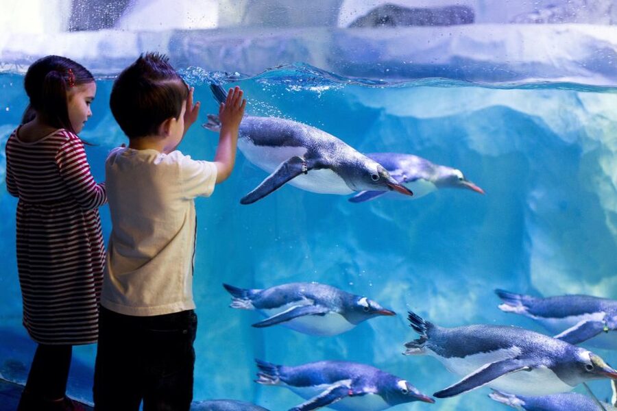 London: Madame Tussauds, London Eye & SEA LIFE Combo Ticket - Timing, queues, and booking advice