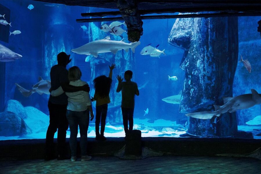 London: Madame Tussauds, London Eye & SEA LIFE Combo Ticket - Who will enjoy this ticket most?