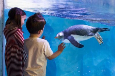 Madame Tussauds, SEA LIFE and London Dungeon Entry