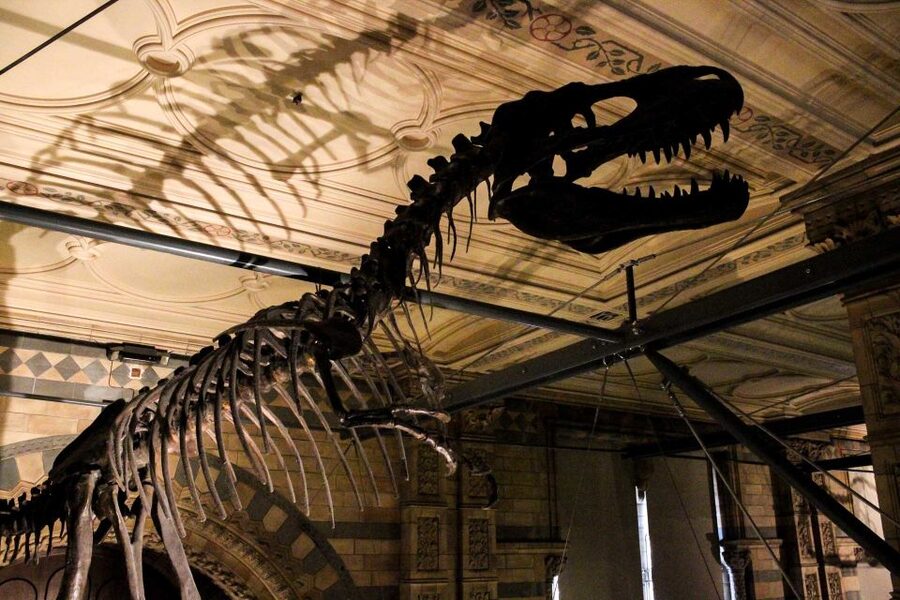London: Natural History Museum Guided Tour - Private Tour or Small Group?