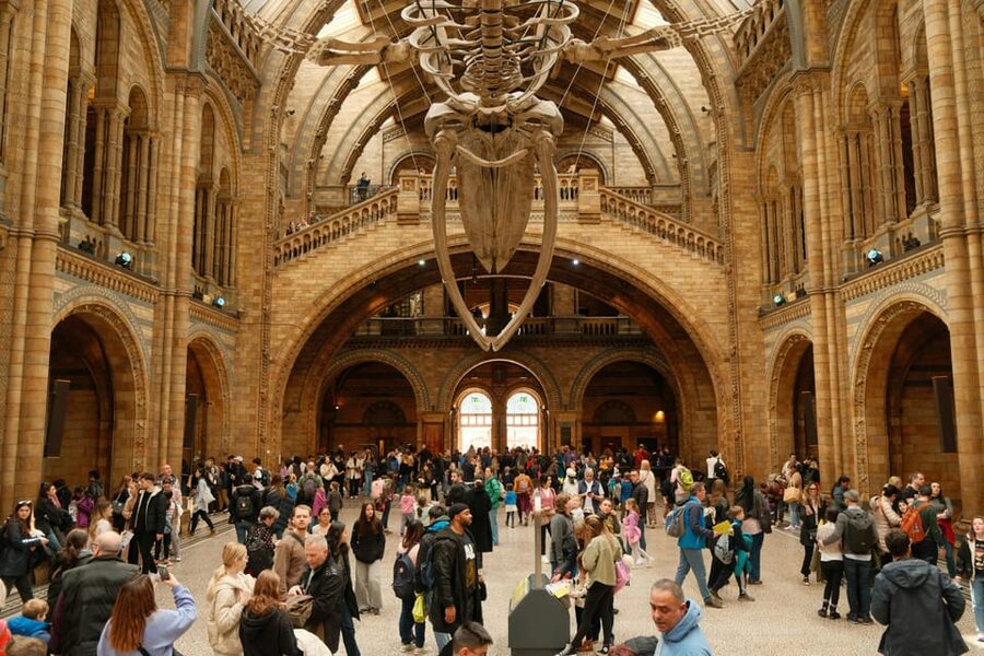 London: Natural History Museum Guided Tour - Archaeopteryx and the Dinosaur to Bird Story