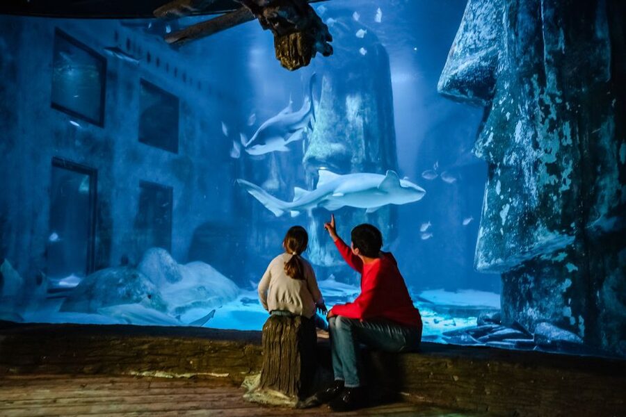 London: SEA LIFE Entry Ticket - A major aquarium beside Westminster Bridge