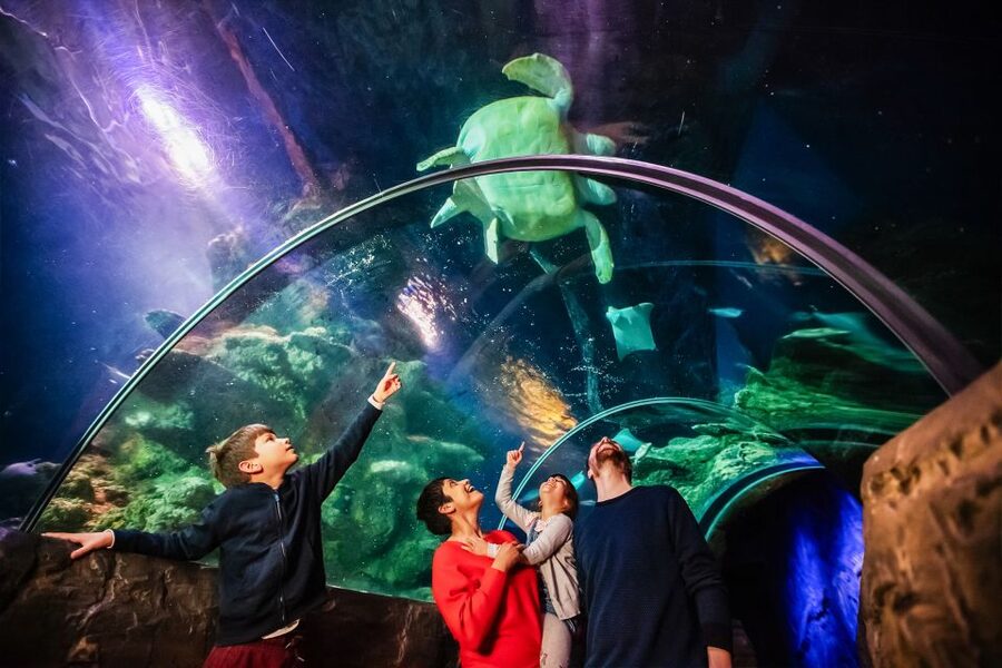 London: SEA LIFE Entry Ticket - Who will enjoy SEA LIFE London most?