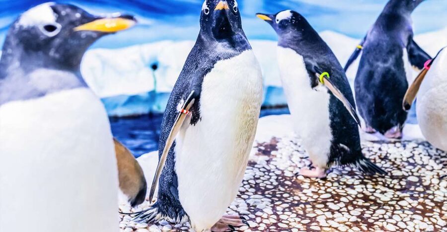 London: SEA LIFE Entry Ticket - The Rainforest Adventure changes the subject
