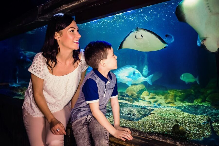 London: SEA LIFE Entry Ticket - How long should you allow?