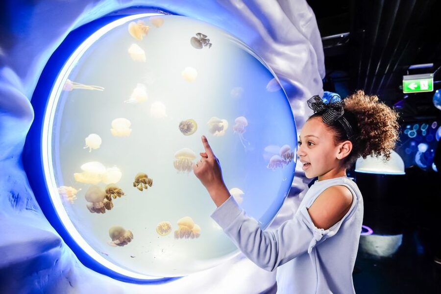 London: SEA LIFE Entry Ticket - The shark platform is the clearest thrill