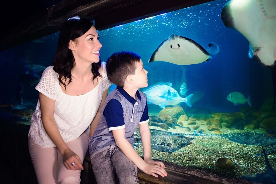 London: SEA LIFE & London Eye Combo Ticket - What the 30-minute London Eye ride feels like