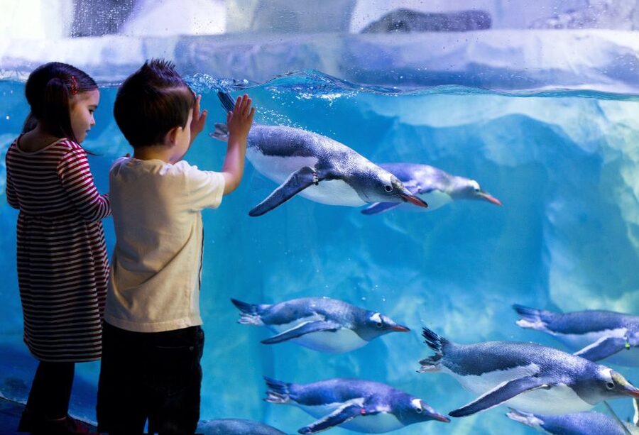 London: SEA LIFE & London Eye Combo Ticket - Is $66 good value?