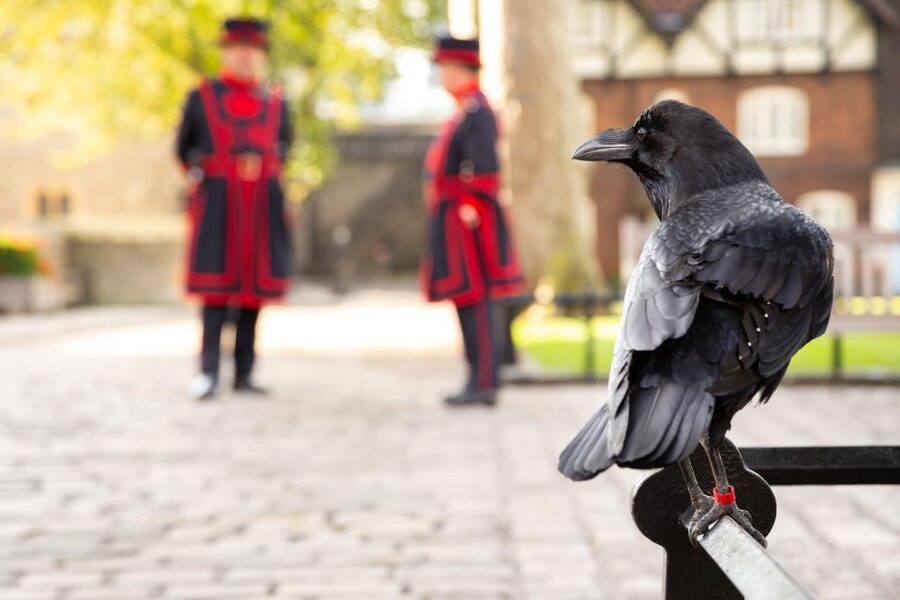 London: Tower of London, Thames Boat & Changing of the Guard - Who should book this London morning?