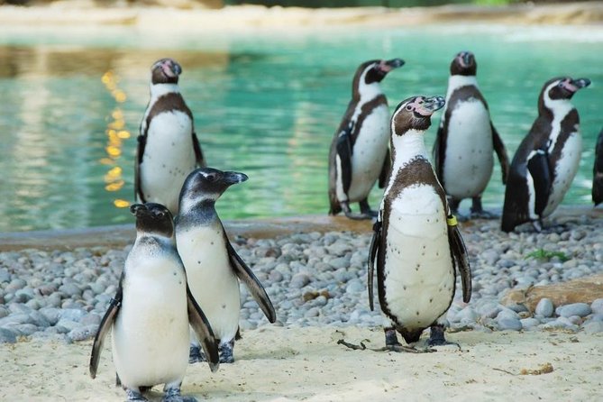London Zoo Entry Ticket - Quick points before you go