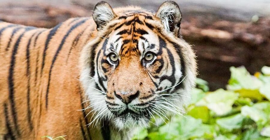 London Zoo: Entry Ticket - Food, seating, and family comforts