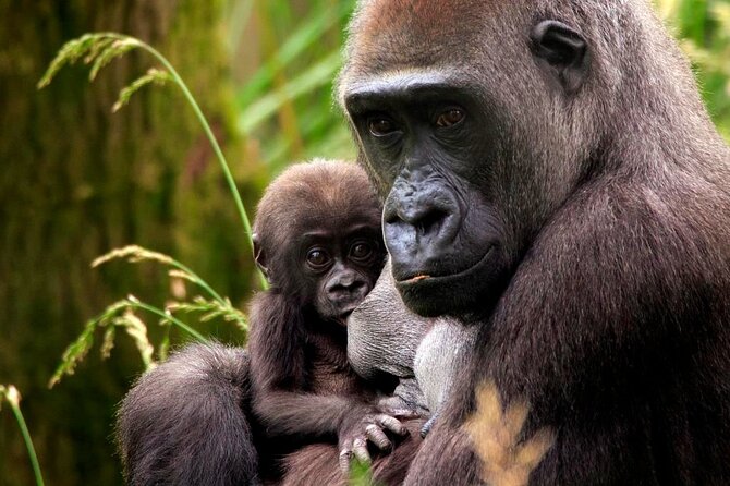London Zoo Entry Ticket - A self-guided animal day in central London