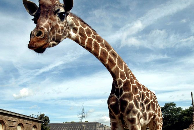 London Zoo Entry Ticket - Giraffes, gorillas, and the larger animals