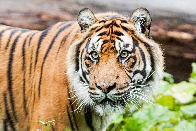 London Zoo Entry Ticket - Food, rest stops, and the family rhythm