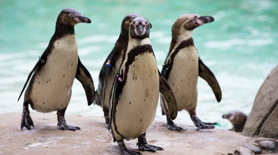 London Zoo: Entry Ticket - Plan for four to five hours