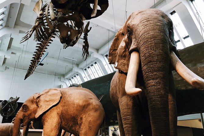 Natural History Museum London - Exclusive Guided Museum Tour - Plants, fossils, and a giant slice of sequoia