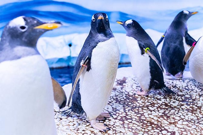 SEA LIFE London Aquarium Admission Ticket - Crowds, heat, and comfort inside