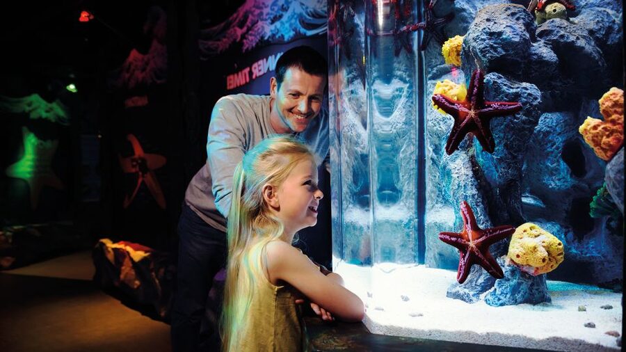 SEA LIFE London & DreamWorks Shrek's Adventure: Combo Ticket - Shrek’s Adventure turns Far Far Away into a live show